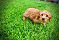 Mercedes, a female Havanese and Poodle - Toy  for sale in Marshfield, MO – Photo 6 of 10