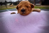 Mercedes, a female Havanese and Poodle - Toy  for sale in Marshfield, MO – Photo 3 of 5