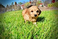Mercedes, a female Havanese and Poodle - Toy  for sale in Marshfield, MO – Photo 9 of 10
