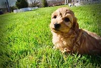 Mercedes, a female Havanese and Poodle - Toy  for sale in Marshfield, MO – Photo 10 of 10