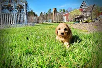 Mercedes, a female Havanese and Poodle - Toy  for sale in Marshfield, MO – Photo 8 of 10