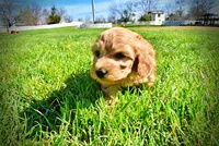 Mercedes, a female Havanese and Poodle - Toy  for sale in Marshfield, MO – Photo 6 of 10