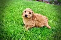 Mercedes, a female Havanese and Poodle - Toy  for sale in Marshfield, MO – Photo 5 of 10