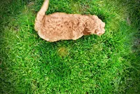 Mercedes, a female Havanese and Poodle - Toy  for sale in Marshfield, MO – Photo 7 of 10