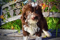 Dexter, a male Havanese and Poodle - Toy  for sale in Marshfield, MO – 9 of 10