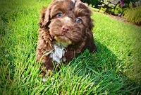 Chewy, a male Havanese and Poodle - Toy  for sale in Marshfield, MO – 6 of 10
