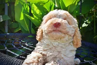 Juliet-LABOR DAY SALE-TAKE $100 OFF!!!, a female Havanese and Havapoo for sale in Marshfield, MO – 3 of 9