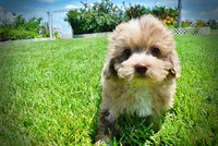 Eartha, a female Havanese and Poodle - Toy  for sale in Marshfield, MO – 2 of 10