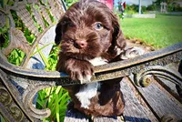 Hershey, a male Havanese and Poodle - Toy  for sale in Marshfield, MO – 4 of 10