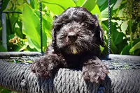 Isabella, a female Havanese and Poodle - Toy  for sale in Marshfield, MO – 6 of 10