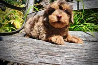 Ironman, a male Havanese and Poodle - Toy  for sale in Marshfield, MO – 4 of 10