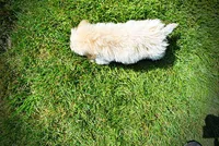 Gabby, a female Havanese and Poodle - Toy  for sale in Marshfield, MO – 9 of 10