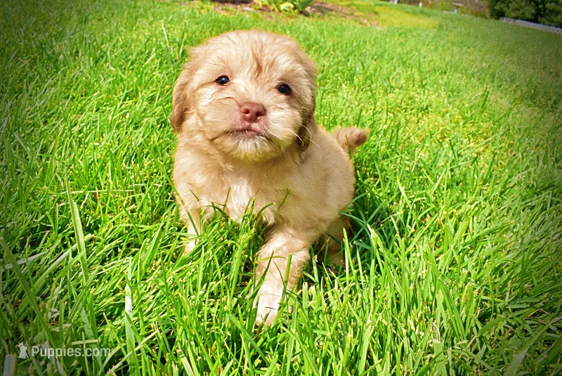 Peanut – Havanese, Poodle - Toy  puppy for sale in Marshfield, MO