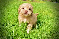 Peanut - MEMORIAL DAY SALE-$150 OFF!!, a male Havanese and Poodle - Toy  for sale in Marshfield, MO – 1 of 10