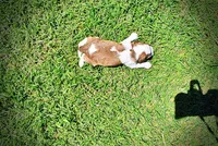 Remy, a female Havanese and Poodle - Toy  for sale in Marshfield, MO – Photo 6 of 7