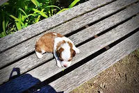 Remy, a female Havanese and Poodle - Toy  for sale in Marshfield, MO – Photo 4 of 7