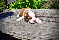Remy, a female Havanese and Poodle - Toy  for sale in Marshfield, MO – Photo 3 of 7