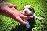 Remy, a female Havanese and Poodle - Toy  for sale in Marshfield, MO – Photo 7 of 7