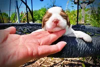 Remy, a female Havanese and Poodle - Toy  for sale in Marshfield, MO – Photo 2 of 7