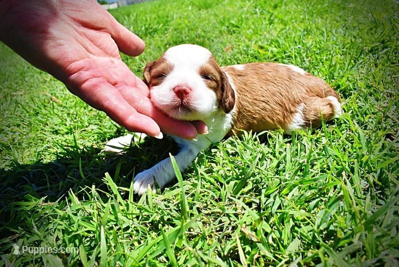 Remy – Havanese, Poodle - Toy  puppy for sale in Marshfield, MO
