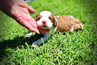 Remy, a female Havanese and Poodle - Toy  for sale in Marshfield, MO – Photo 1 of 7