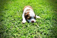 Remy, a female Havanese and Poodle - Toy  for sale in Marshfield, MO – Photo 5 of 7