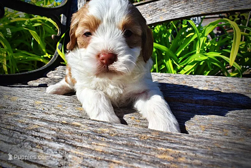 Remy – Havanese, Poodle - Toy  puppy for sale in Marshfield, MO