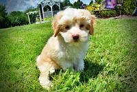 Darlin, a female Havanese and Poodle - Toy  for sale in Marshfield, MO – 9 of 10