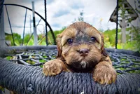 Willow, a female Havanese and Poodle - Toy  for sale in Marshfield, MO – 6 of 10