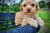 Ajax, a male Havanese and Poodle - Toy  for sale in Marshfield, MO – 2 of 8