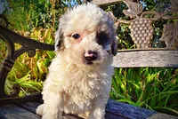 Milo, a male Havapoo for sale in Marshfield, MO – 2 of 10