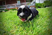 Scout, a male Havanese and Poodle - Toy  for sale in Marshfield, MO – 8 of 9