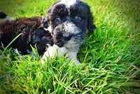 Savvy-SUMMER SALE!!  $100 off listed price!!, a female Havanese and Poodle - Toy  for sale in Marshfield, MO – 8 of 10