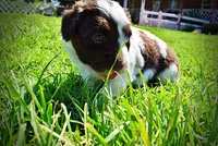 Teddy, a male Havanese and Poodle - Toy  for sale in Marshfield, MO – 9 of 10