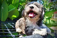 Icon-LABOR DAY SALE-TAKE $100 OFF!!!, a male Havanese and Poodle - Toy  for sale in Marshfield, MO – 2 of 10