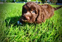 Coco, a male Havanese and Poodle - Toy  for sale in Marshfield, MO – 6 of 9