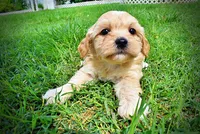 Abbie, a female Havanese and Poodle - Toy  for sale in Marshfield, MO – 5 of 10