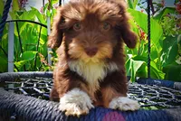 Elvira, a female Havanese and Poodle - Toy  for sale in Marshfield, MO – 7 of 10