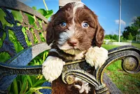 Tootsie--SUMMER SALE!!  $100 off listed price!!, a female Havanese and Poodle - Toy  for sale in Marshfield, MO – 6 of 9