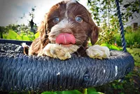 Tootsie--SUMMER SALE!!  $100 off listed price!!, a female Havanese and Poodle - Toy  for sale in Marshfield, MO – 3 of 9