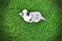 Skye, a female Havanese and Poodle - Toy  for sale in Marshfield, MO – 8 of 9