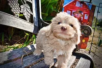 Ozzie, a male Havapoo for sale in Marshfield, MO – 4 of 10