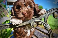 Chewy, a male Havanese and Poodle - Toy  for sale in Marshfield, MO – 9 of 10