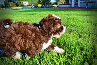 Dexter, a male Havanese and Poodle - Toy  for sale in Marshfield, MO – 3 of 10
