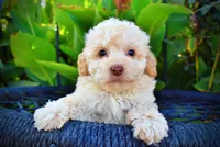 Luigi, a male Havapoo for sale in Marshfield, MO – 2 of 9