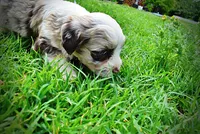 Sadie, a female Havanese and Poodle - Toy  for sale in Marshfield, MO – 7 of 10