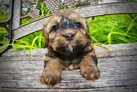 Willow, a female Havanese and Poodle - Toy  for sale in Marshfield, MO – 2 of 10