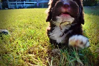 Lucky, a male Havapoo for sale in Marshfield, MO – 5 of 10