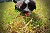 Kibbles, a male Havanese and Havapoo for sale in Marshfield, MO – 6 of 10
