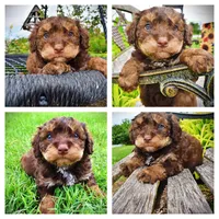 Valentino, a male Havanese and Poodle - Toy  for sale in Marshfield, MO – 1 of 10